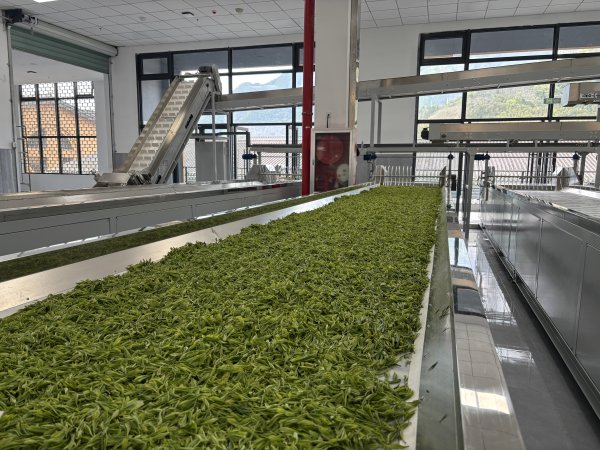 股票配资利率 经济大省调研行|春风拂浙南 茶韵兴山乡